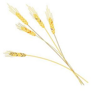 Wheat-Harvest_1