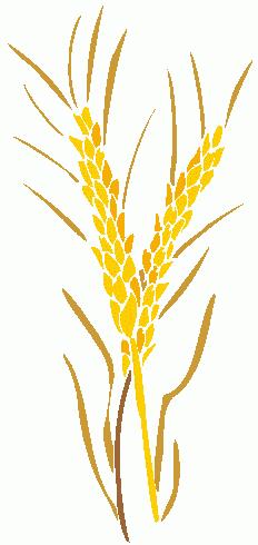 Wheat-Harvest_7